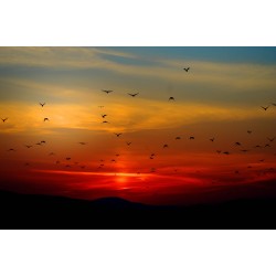 Картина на Залез и птици - k100367 -PAGAGAL