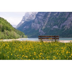 Картина на Пейка насред гората - k1062746 -PAGAGAL