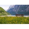 Картина на Пейка насред гората - k1062746 -PAGAGAL
