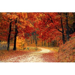 Картина на Есенна горска пътека - k1072821 -PAGAGAL
