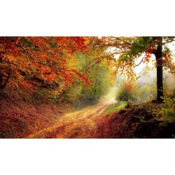Картина на Пътека в гората - k1072823 -PAGAGAL