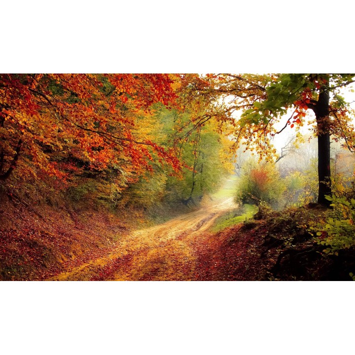 Картина на Пътека в гората - k1072823 -PAGAGAL