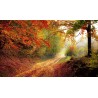 Картина на Пътека в гората - k1072823 -PAGAGAL