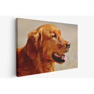 Картина на Golden Retriever в близък план - k1342265 -PAGAGAL