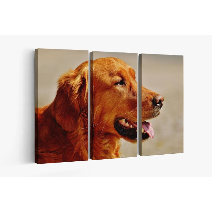 Картина на Golden Retriever в близък план - k1342265 -PAGAGAL
