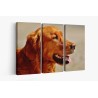 Картина на Golden Retriever в близък план - k1342265 -PAGAGAL