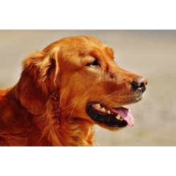 Картина на Golden Retriever в близък план - k1342265 -PAGAGAL
