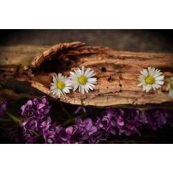 Картина на Маргаритки в дънер - k1406895 -PAGAGAL