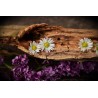 Картина на Маргаритки в дънер - k1406895 -PAGAGAL