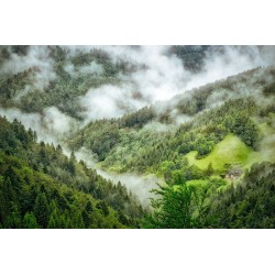 Картина на Мъгла в гората - k1476021 -PAGAGAL