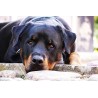 Картина на Легнал ротвайлиер - k1576497 -PAGAGAL