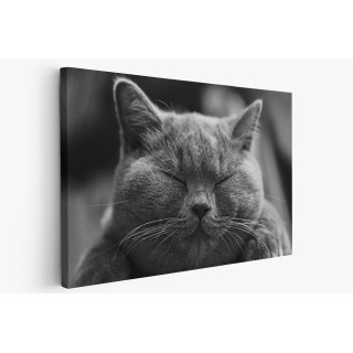 Картина на Дремещ котарак - k1634369 -PAGAGAL