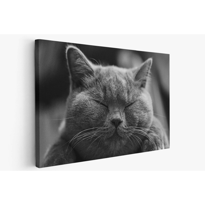 Картина на Дремещ котарак - k1634369 -PAGAGAL