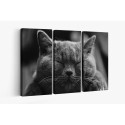 Картина на Дремещ котарак - k1634369 -PAGAGAL