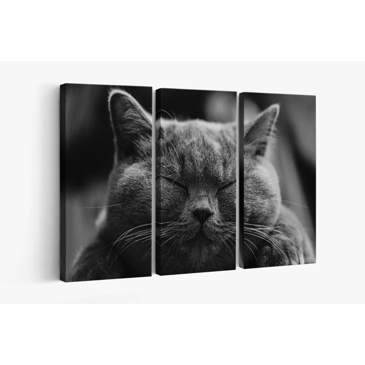 Картина на Дремещ котарак - k1634369 -PAGAGAL