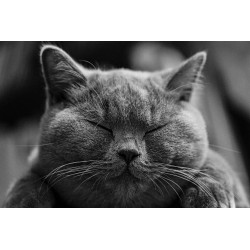Картина на Дремещ котарак - k1634369 -PAGAGAL