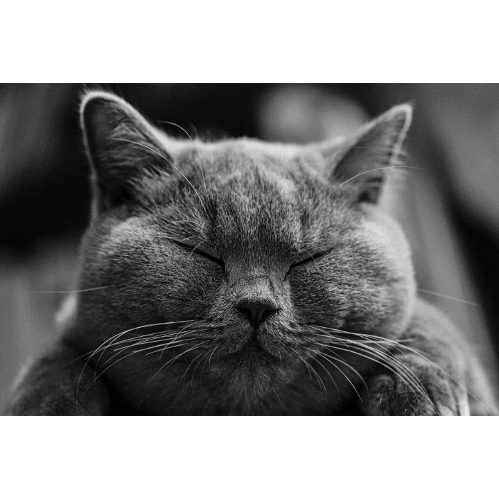 Картина на Дремещ котарак - k1634369 -PAGAGAL