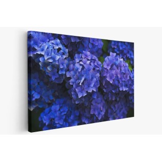 Картина на Тъмно синя хортензия - k1851481 -PAGAGAL