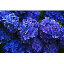 Картина на Тъмно синя хортензия - k1851481 -PAGAGAL