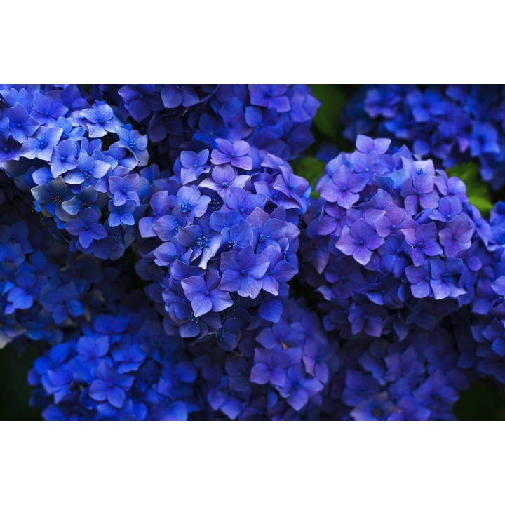 Картина на Тъмно синя хортензия - k1851481 -PAGAGAL