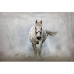 Картина на Бял кон в мъглата - k1864334 -PAGAGAL