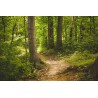 Картина на Лятна горска пътека - k1868028 -PAGAGAL
