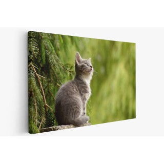 Картина на Замечтано малко коте - k2083492 -PAGAGAL