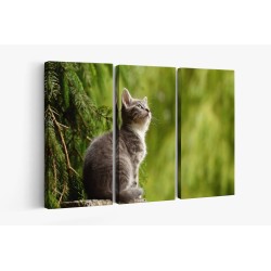 Картина на Замечтано малко коте - k2083492 -PAGAGAL