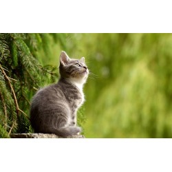 Картина на Замечтано малко коте - k2083492 -PAGAGAL