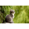 Картина на Замечтано малко коте - k2083492 -PAGAGAL