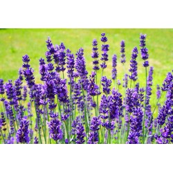 Картина на Лавандула в полето - k2117432 -PAGAGAL