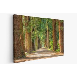Картина на Пътека между секвои - k2215317 -PAGAGAL