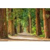 Картина на Пътека между секвои - k2215317 -PAGAGAL