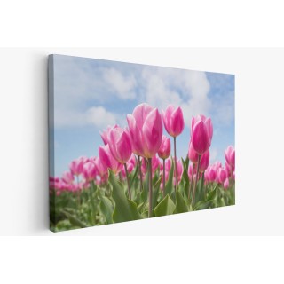 Картина на Цъфнали розови лалета - k2254970 -PAGAGAL
