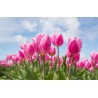 Картина на Цъфнали розови лалета - k2254970 -PAGAGAL