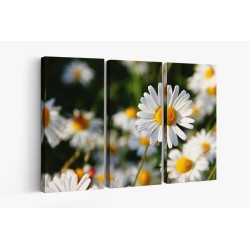 Картина на Бяла маргаритка - k276112 -PAGAGAL