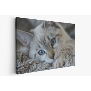 Картина на Малко бежаво коте - k2783601 -PAGAGAL