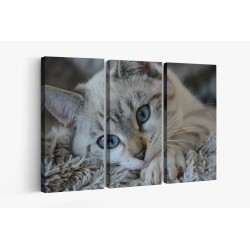 Картина на Малко бежаво коте - k2783601 -PAGAGAL