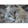 Картина на Малко бежаво коте - k2783601 -PAGAGAL