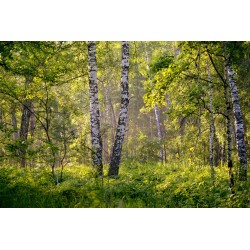 Картина на Брези в гората - k2913409 -PAGAGAL