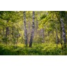 Картина на Брези в гората - k2913409 -PAGAGAL