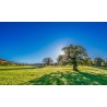 Картина на Горска ливада - k2916763 -PAGAGAL