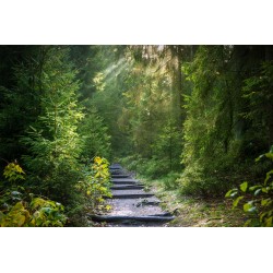 Картина на Пътека в гората - k2942477 -PAGAGAL