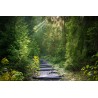 Картина на Пътека в гората - k2942477 -PAGAGAL