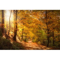 Картина на Есенна пътека - k2942492 -PAGAGAL