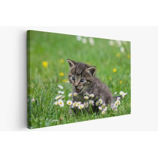Картина на Коте и цветя - k2948404 -PAGAGAL