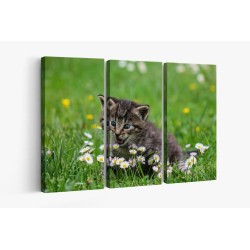 Картина на Коте и цветя - k2948404 -PAGAGAL