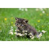 Картина на Коте и цветя - k2948404 -PAGAGAL