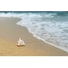 Картина на Раковина на плажа - k3062011 -PAGAGAL