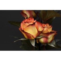 Картина на Жълто оранжева роза - k3063284 -PAGAGAL